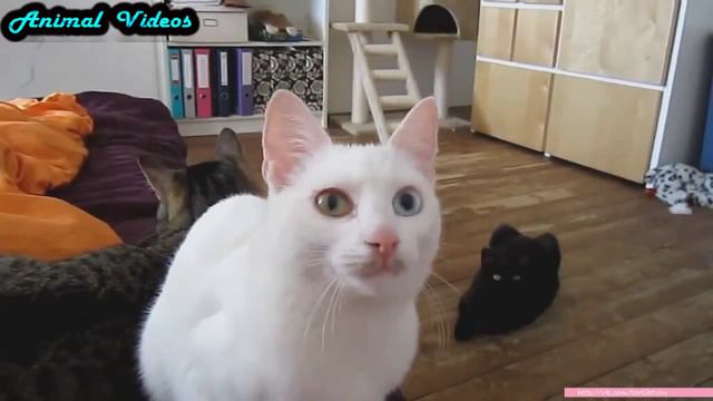 Приколы с животными №167 Кошка разучилась мяукать Смешные животные Animal videos смотреть онлайн