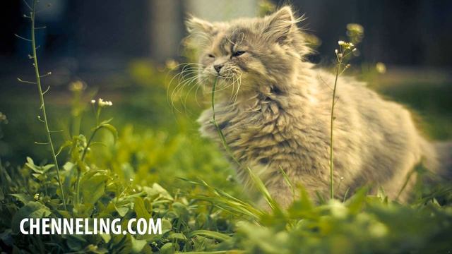 Ченнелинг 1996 04 21 2 часть Ченнелинги Волжской группы смотреть онлайн