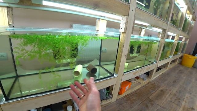 Делаю мини ферму сомов присосок смотреть онлайн