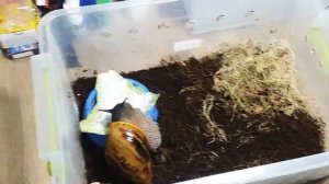 Все мои улитки и как они живут.Срочно надо переселять улиток?