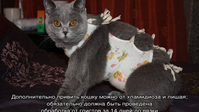 С какого возраста кошка может забеременеть первый раз смотреть онлайн