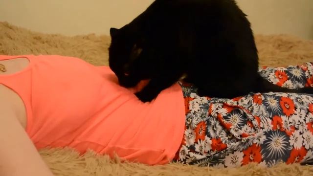 Кот делает массаж. Прикольное видео с котом. Кошка.
