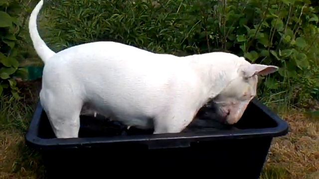 Минибассейн )))﻿