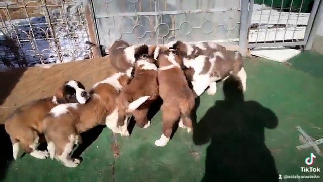 сладкие мишутки смотреть онлайн