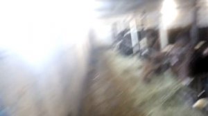 Сарай для быков первый год эксплуатации. Все +—