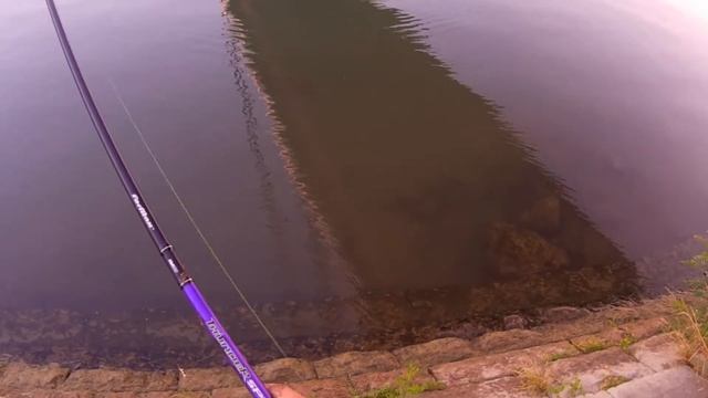 САЗАН Карп утащил спиннинг !! 1,5кг hard bait 2020 SERBIYA SAVA RIVER- река Сава рыбалка в Сербии смотреть онлайн