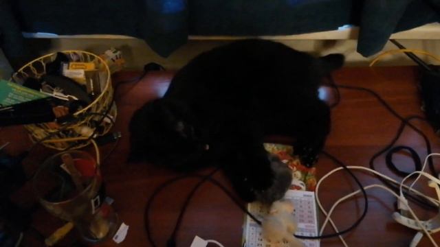 Новая игрушка для Мусильды. Её котейшество довольно. смотреть онлайн