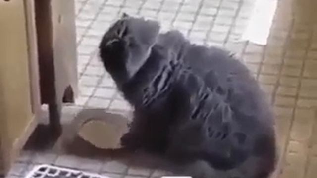 несчастный кот смотреть онлайн