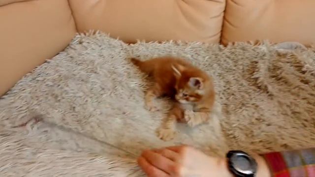 Котенок мейн-кун R4 смотреть онлайн