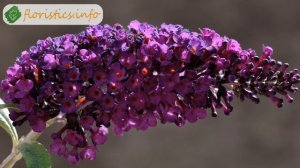 Цветы будлея – посадка и уход; выращивание будлеи из семян; размножение будлеи Давида