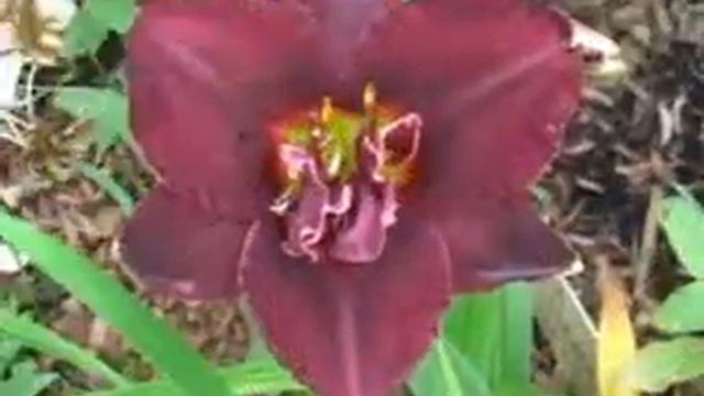 Лилейник daylily UNA SEMANA CON JUAN смотреть онлайн