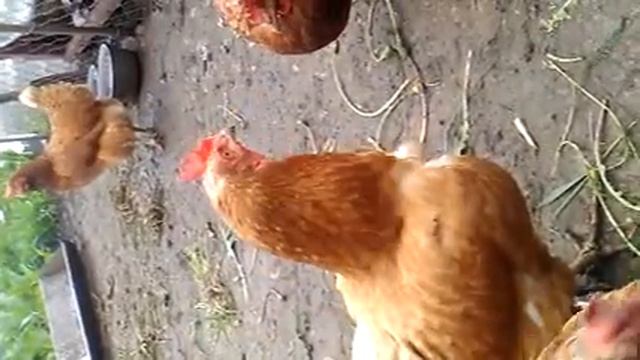 Я хочу нет кокококо я хочу смотреть онлайн
