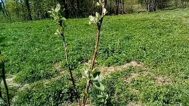 Ловим змею на участке, весна в Новгородской май 2022 год смотреть онлайн