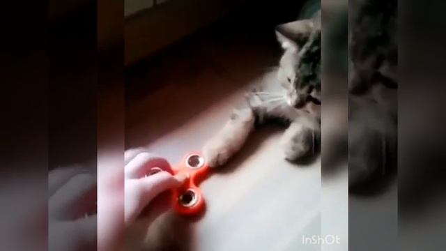 Наш Питомник. Сами с Усами ! смотреть онлайн