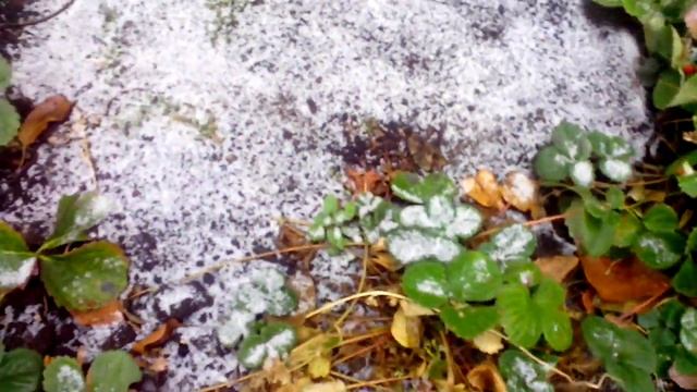 Заморозка клубники в естественных условиях. смотреть онлайн