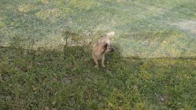 Siedlisko - reanimacja odc.128 "Rekonesans po urlopie i sprzątanie wstępne :)" смотреть онлайн