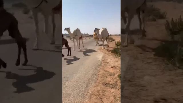 حصري رعايا صاحب السمو الامير سلمان بن سلطان ال سعود ✨ смотреть онлайн