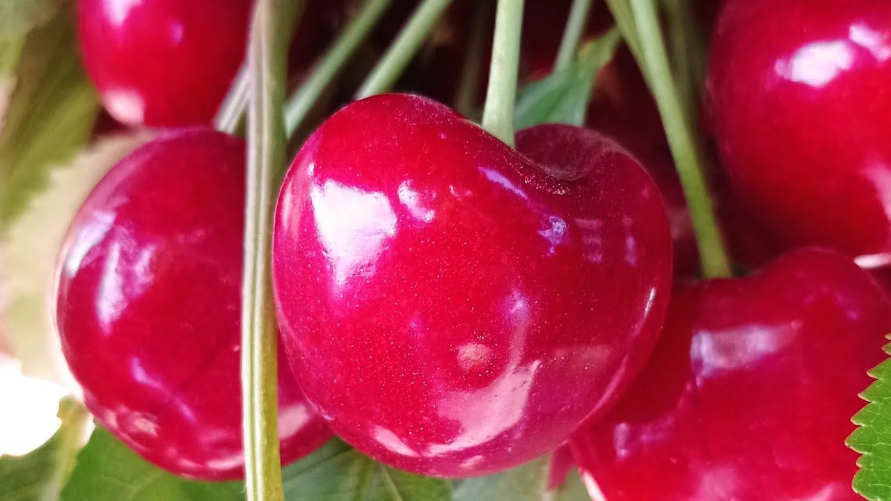 сорт черешни Лапинс (Lapins) смотреть онлайн