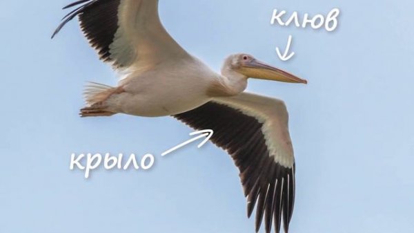 Intermediate Russian Listening: Где в России пеликаны