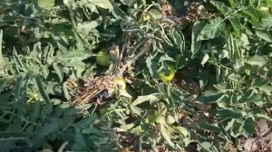 Помидор LOJAIN F1