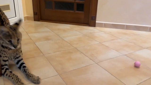 Домашний сервал играется ⚾️ serval cat big cat savannah смотреть онлайн