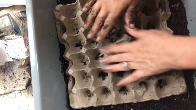 How to fatten worms too bait size #wormcomposting смотреть онлайн