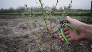 Персик - обрезка, формировка в 1-й год, ошибки