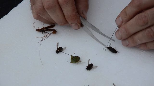Insect Pinning the bug box смотреть онлайн