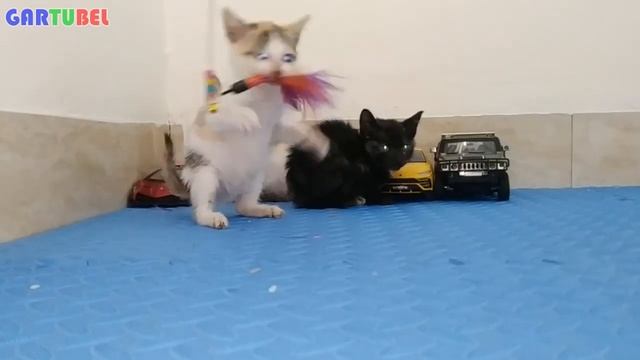 Cute Kittens With Funniest Situations And Practice Skills - Cats Funny 2023 смотреть онлайн