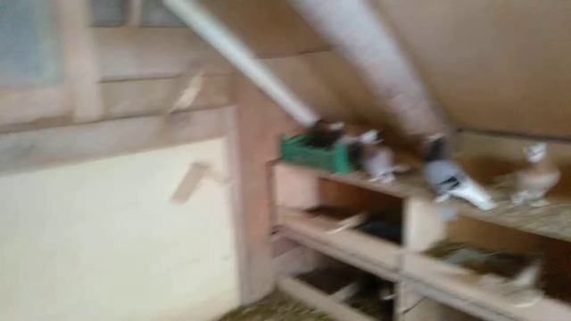 Гумбинские лётно- декоративные голуби смотреть онлайн