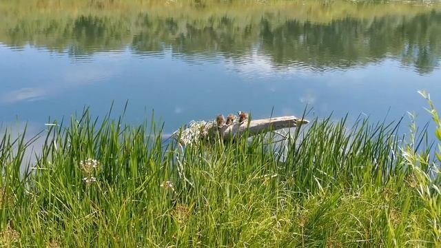 ДИКИЕ УТКИ  ПРИРОДА РЫБКИ РЕКА УРАЛ Venera Time