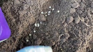 Декоративный Лук • аллиум  •  осень: посадка из семян, луковиц. Время сеять и садить