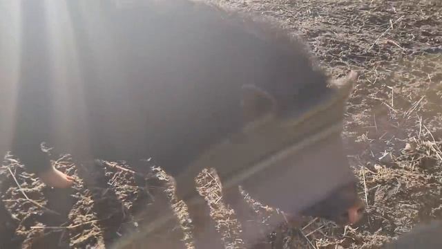 Окунались на крещение не только люди... Под праздники подстраиваем свою работу и отдых. смотреть онлайн