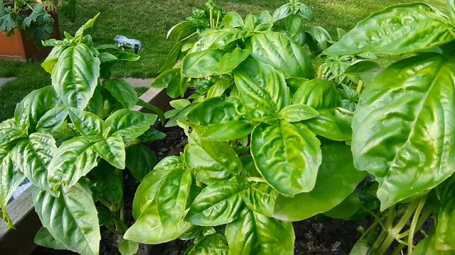 Fresh Basil смотреть онлайн