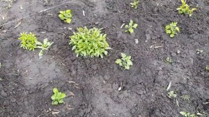 ОБЯЗАТЕЛЬНО СДЕЛАЙТЕ ТАКУЮ ПОДКОРМКУ ДЛЯ СВОИХ ФЛОКСОВ ВЕСНОЙ.