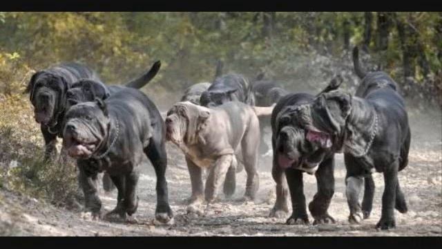 Мама моя. Lara Fabian, Игорь Крутой. By SHEYANNE смотреть онлайн