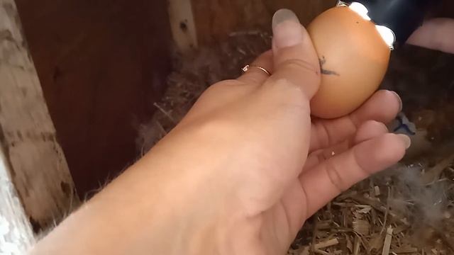 Цыплята. Как прошла ночь. Через сколько дней вылупляются цыплята. Салат для птенцов