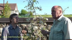 Чекалкин орех рябинолистный Xanthoceras Sorbifolium