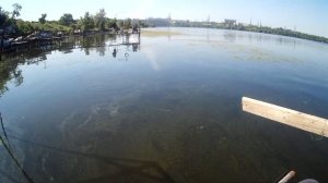 Маховая удочка, против Херабуны. Рыбалка на реке Днепр.