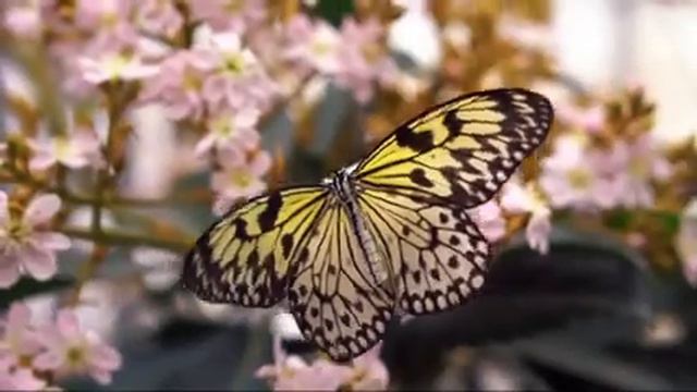 Самвел Адамян! Флаг не потеряй😂😂😂 смотреть онлайн