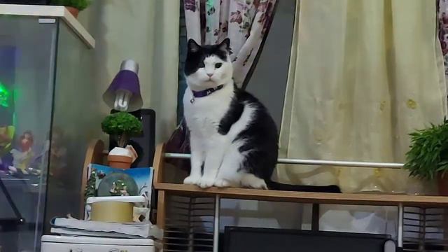 The " ADORABLE ONES" смотреть онлайн