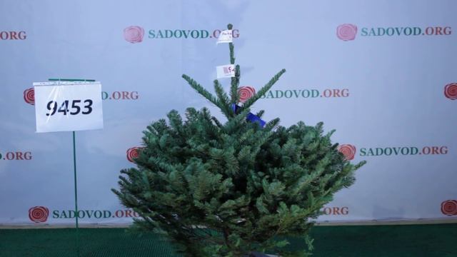 9453 Пихта Нобилис Благородная 1.00 - 1.25 м смотреть онлайн