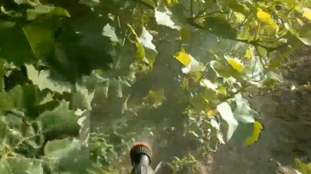 EXAMPLE SCHEME FOR PROTECTING VINEYARDS FROM DISEASES AND ENEMIES 2022 смотреть онлайн