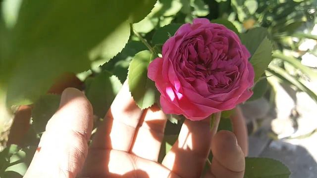 Rose De Rescht / Origen Desconocido Alrededor De 1900  - Roses - Rosiers - Rosas - роз