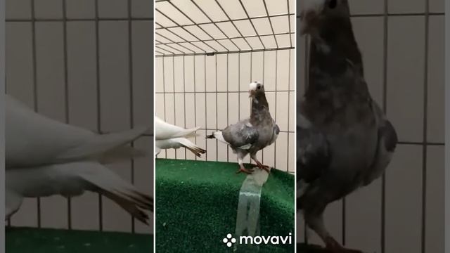 ,pigeons,Adana, самые красивые Адана в мире