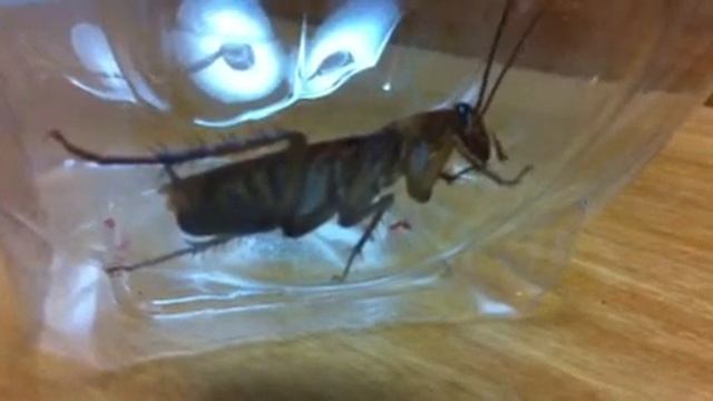 Забавное насекомое в Греции смотреть онлайн