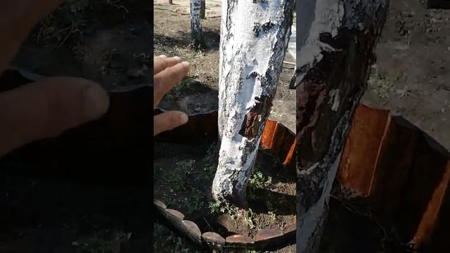 ограждение вокруг дерева. смотреть онлайн