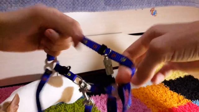Вся амуниция моих собачек; и совет что лучше для мелких пород ошейник или шлейка ?? смотреть онлайн