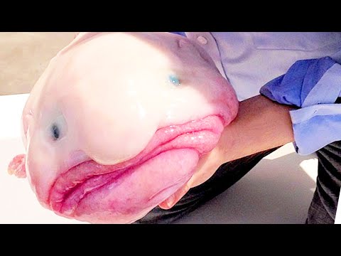 Очень странная рыба! Рыба капля. Кто это? смотреть онлайн