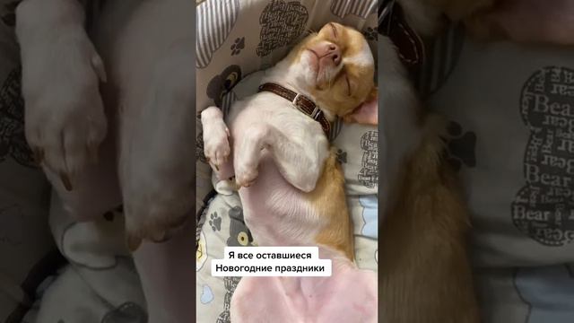 Чихуахуа и Новый год спим смотреть онлайн